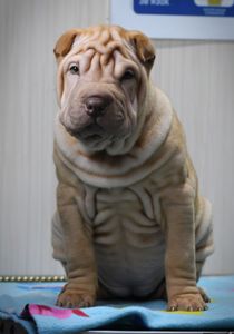 Цуцики породи Шарпей