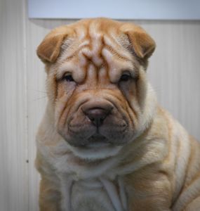 Цуценята породи Шарпей