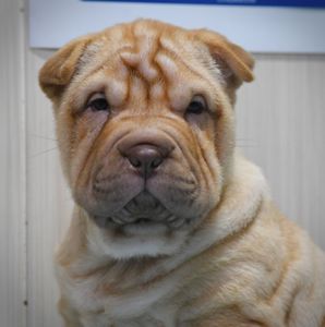 Цуценята породи Шарпей