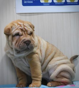 Цуценята породи Шарпей