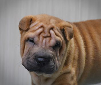 Цуцики породи Шарпей