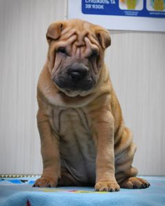 Цуцики породи Шарпей