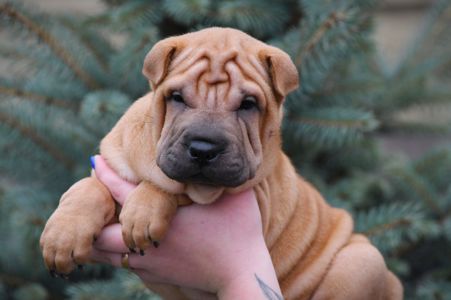 Цуцики породи Шарпей