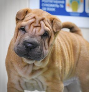 Цуцики породи Шарпей