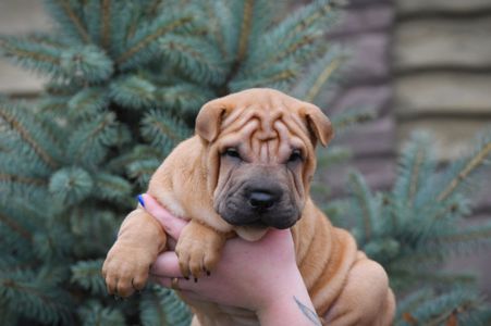 Цуцики породи Шарпей