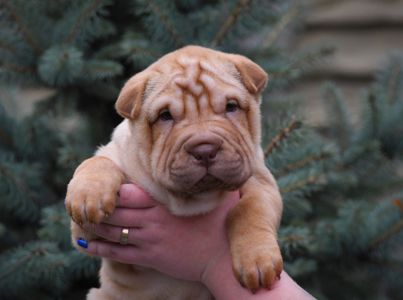 Цуценята породи Шарпей