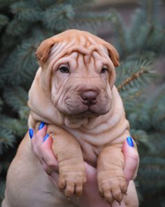 Цуцики породи Шарпей