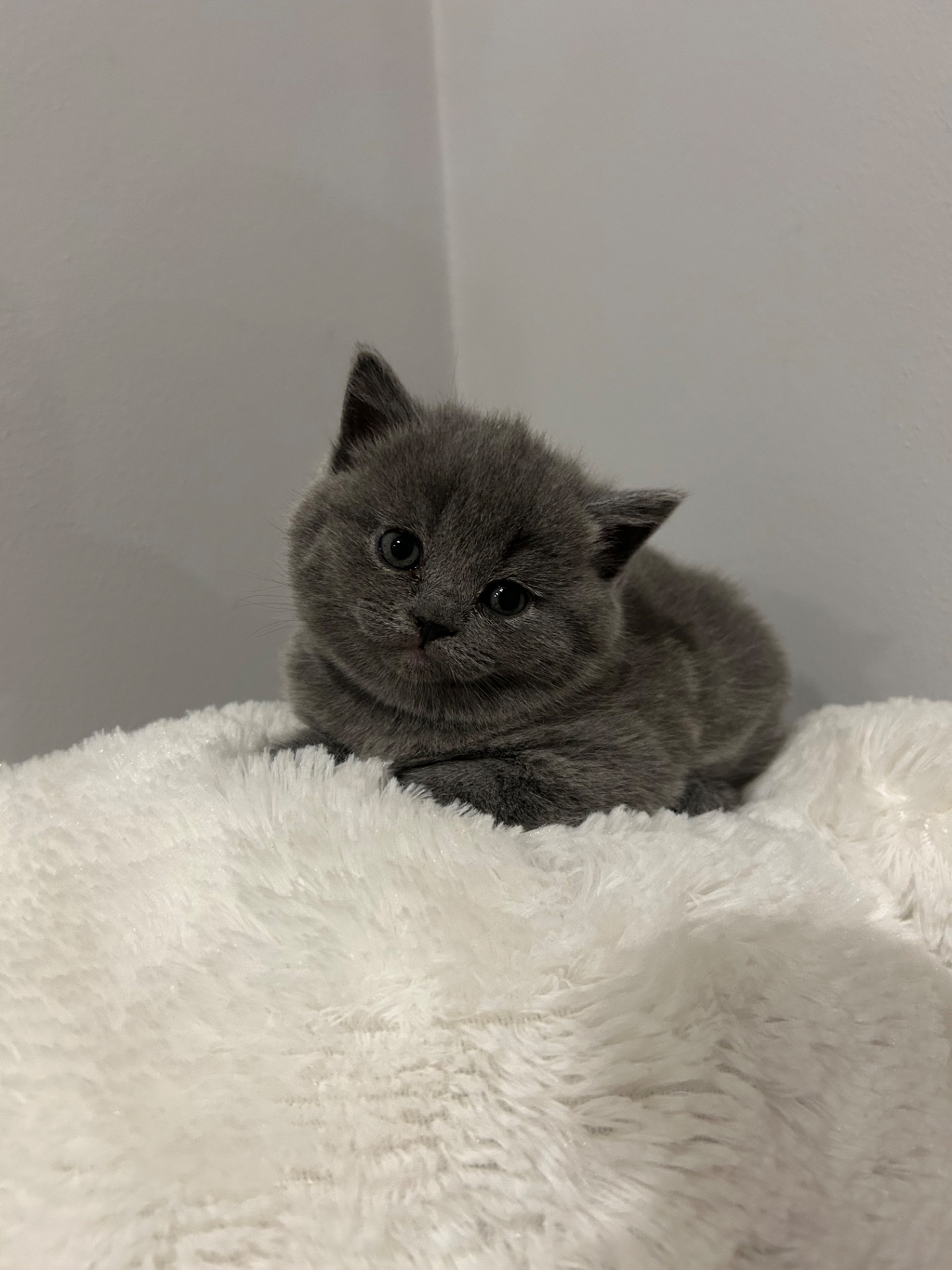 Шотландське кошеня