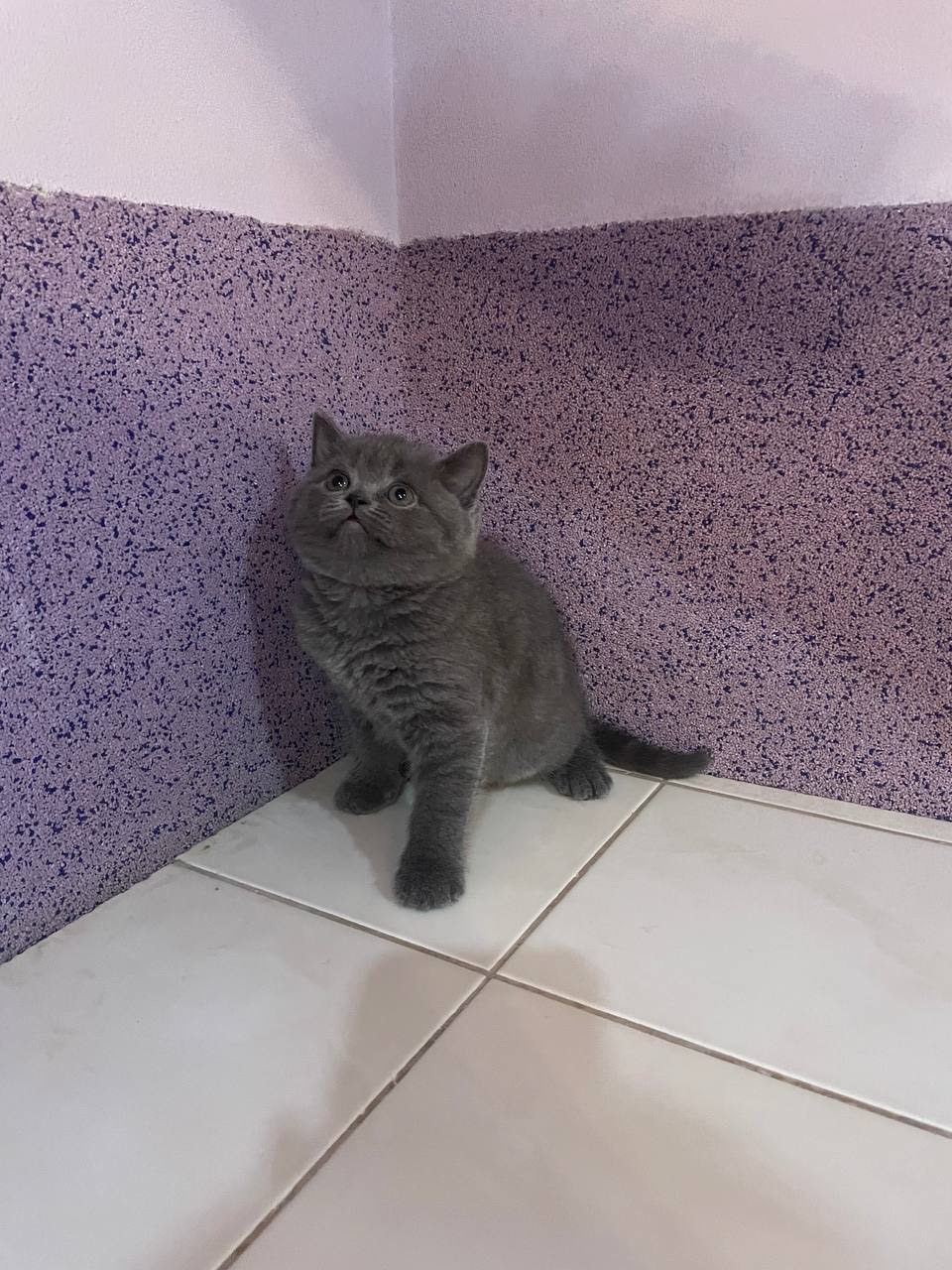 Шотландське кошеня