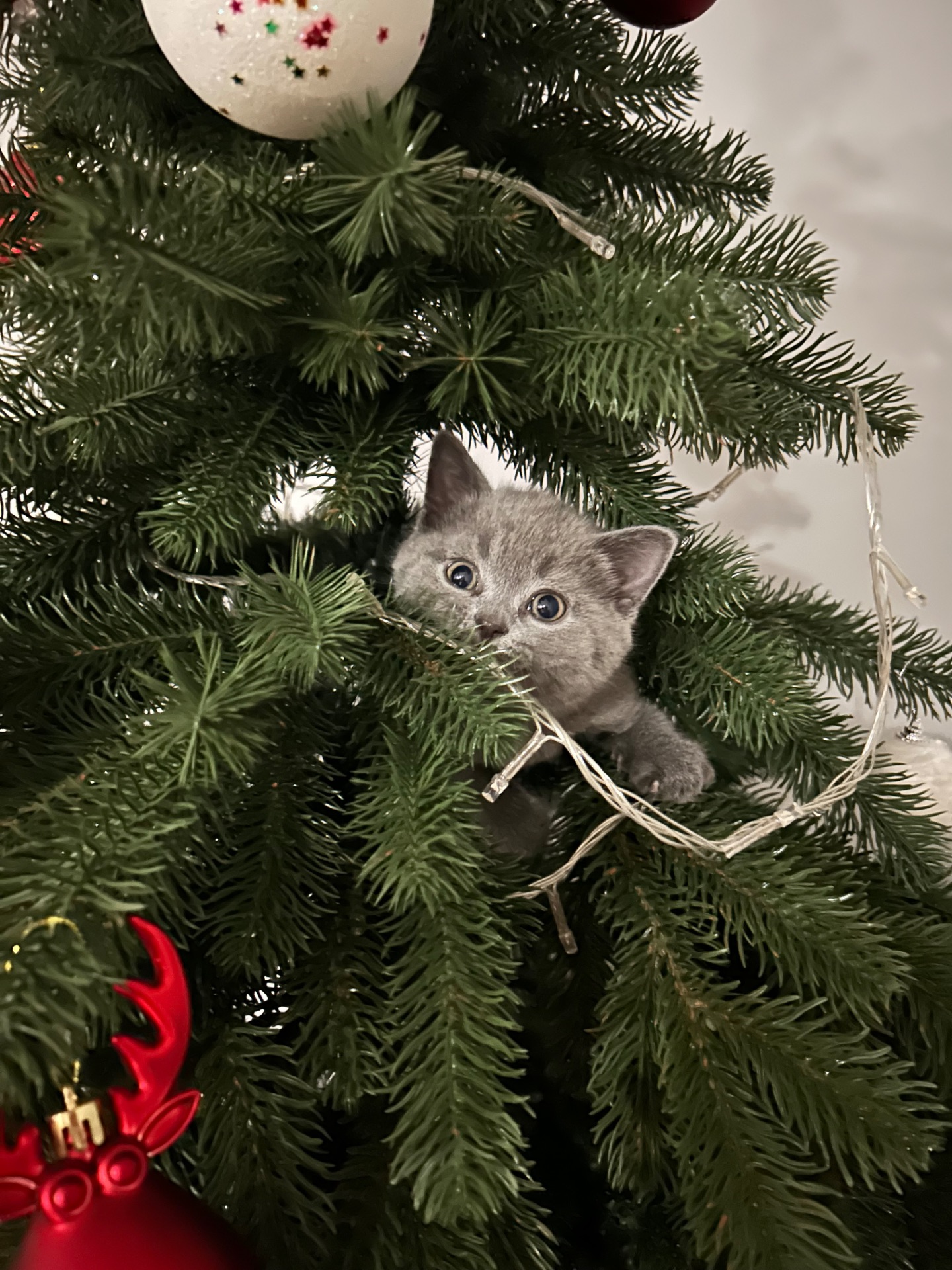 Шотландське кошеня