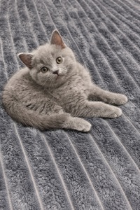 Шотландське кошеня