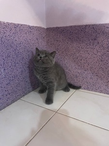 Шотландське кошеня