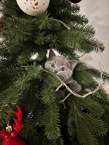 Шотландське кошеня