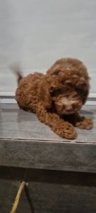 Цуценята мальтіпу Ф2