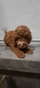 Цуценята мальтіпу Ф2