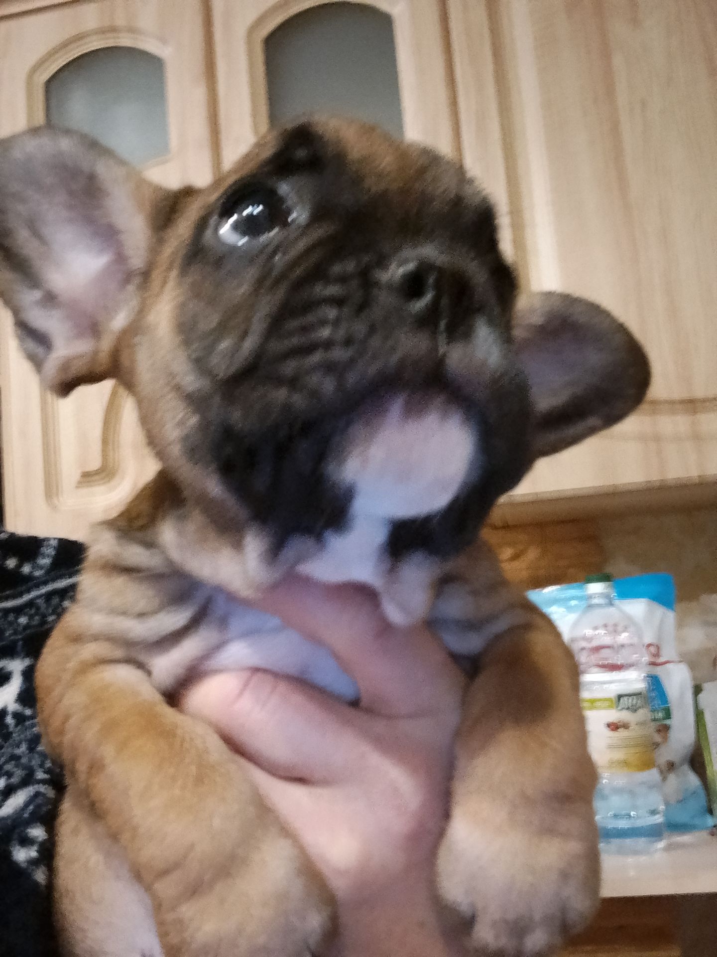 Французський бульдог