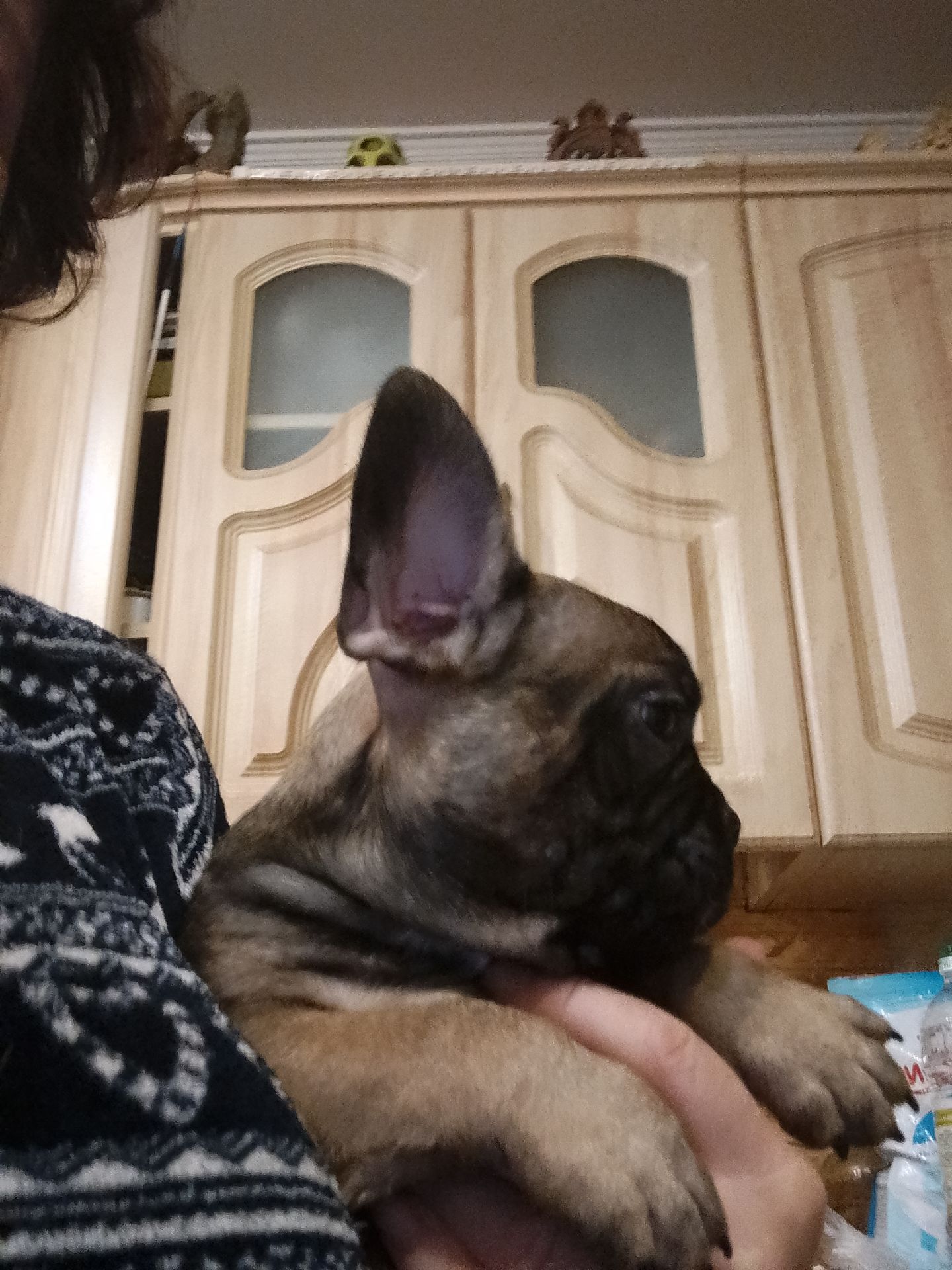 Французський бульдог