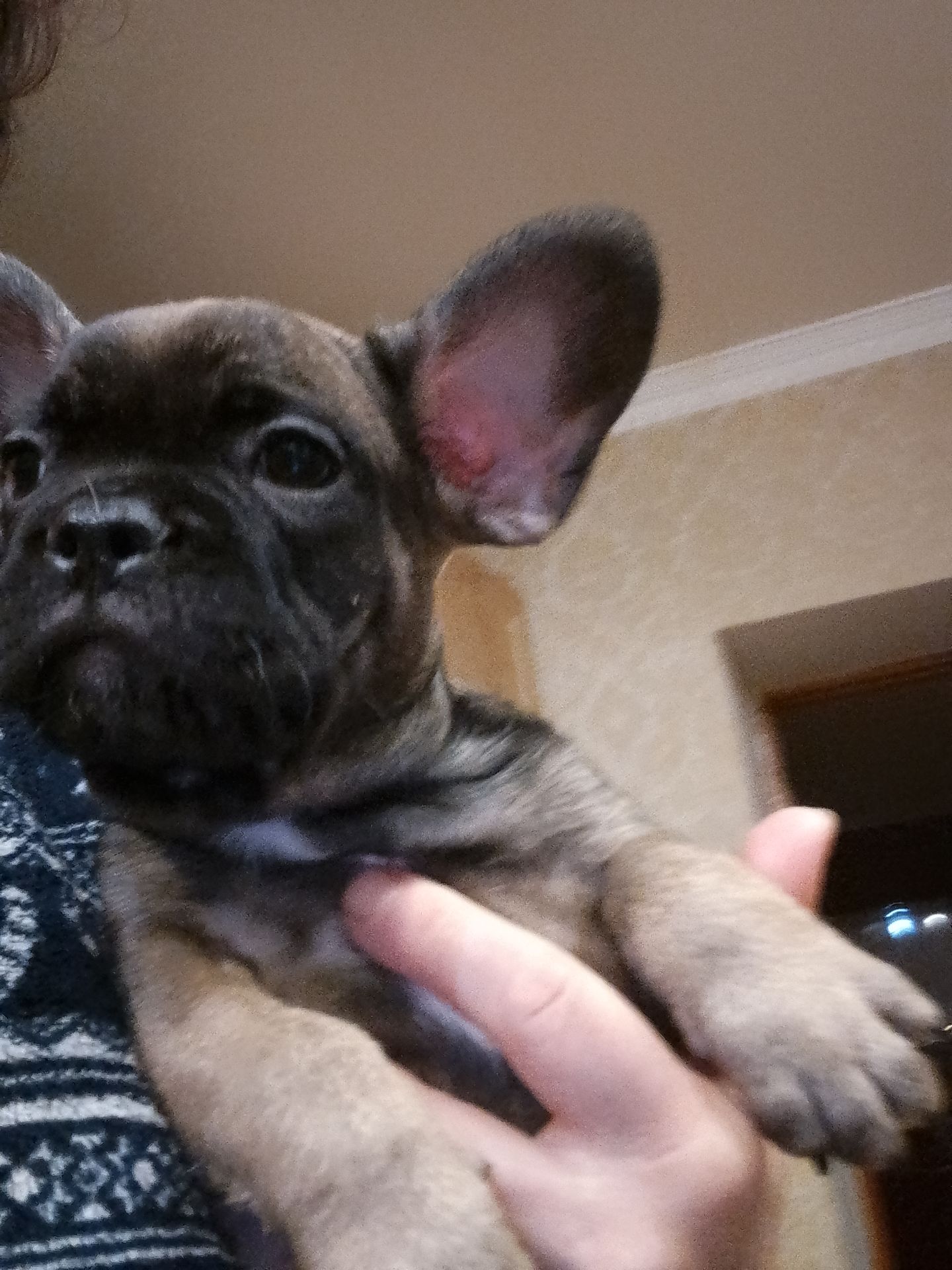 Французський бульдог