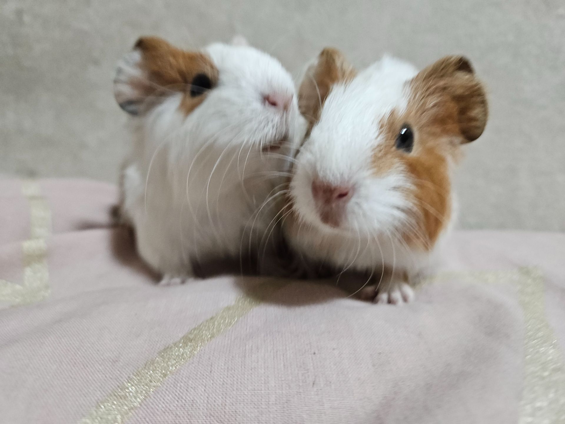 Морская свинка