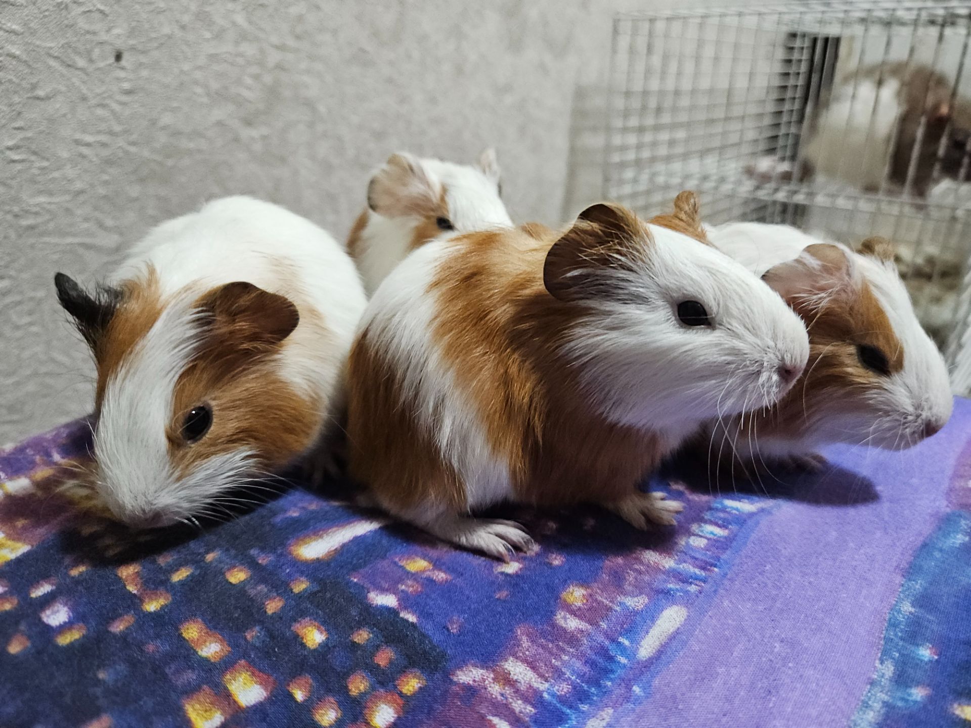 Морская свинка