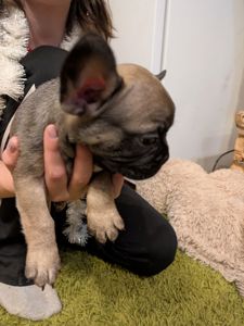 Французський бульдог