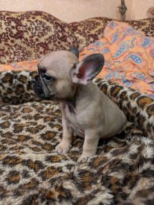 Французський бульдог