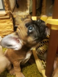 Французський бульдог