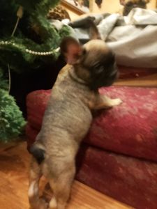 Французський бульдог