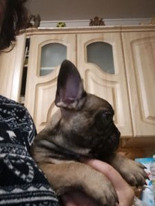 Французський бульдог