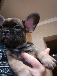 Французський бульдог