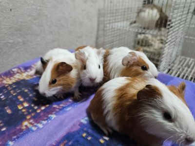 Морская свинка