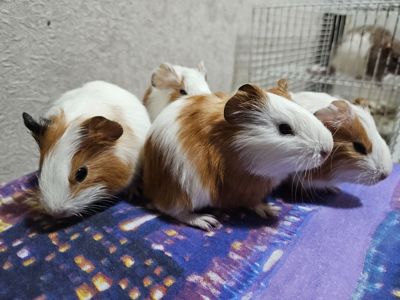 Морская свинка