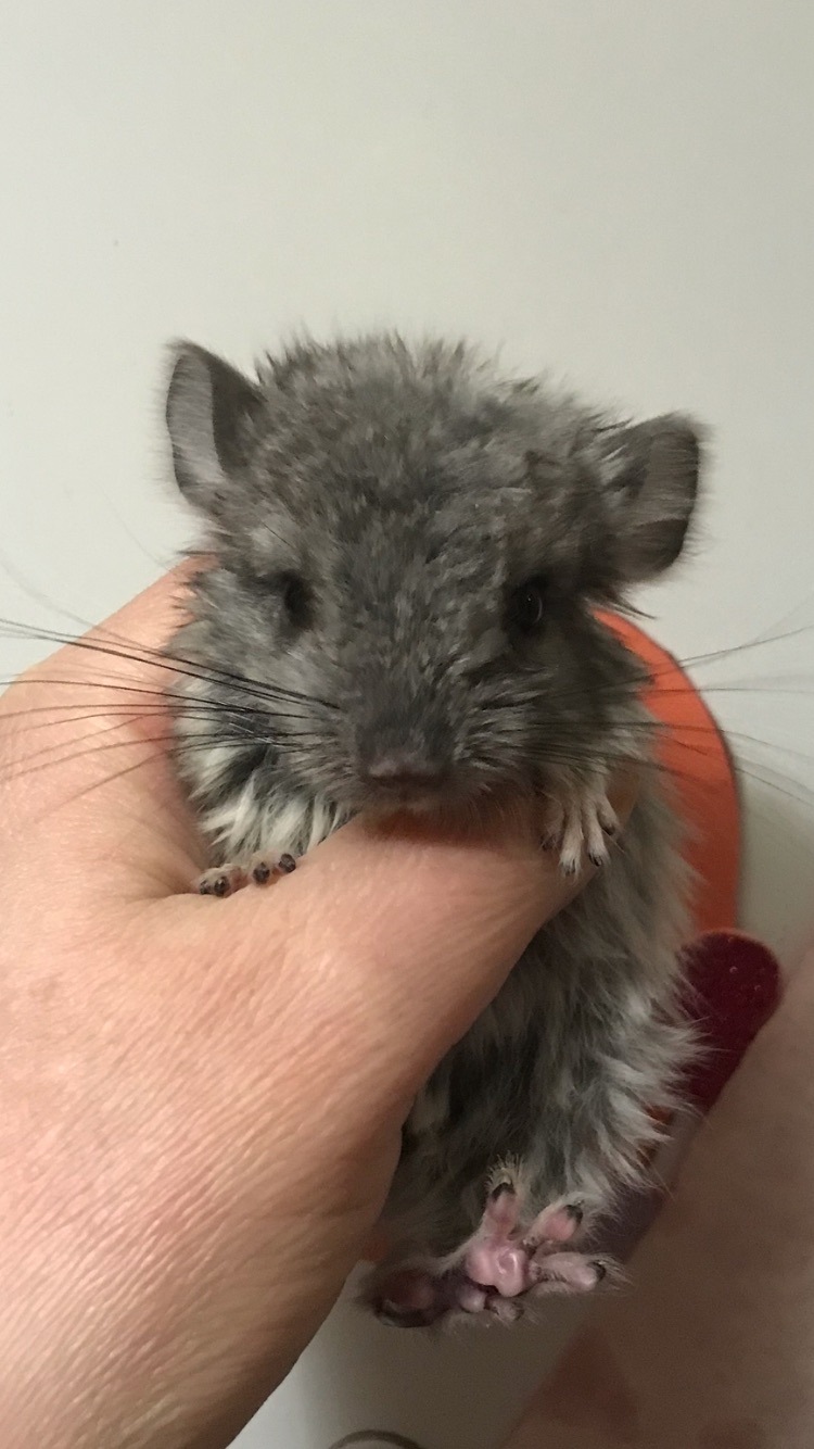 Дівчинка шиншила стандарт носійка ебоні, сапфіру, фіолету та ангори