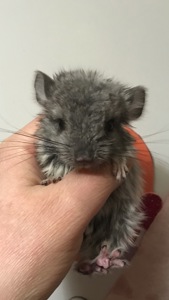 Дівчинка шиншила стандарт носійка ебоні, сапфіру, фіолету та ангори