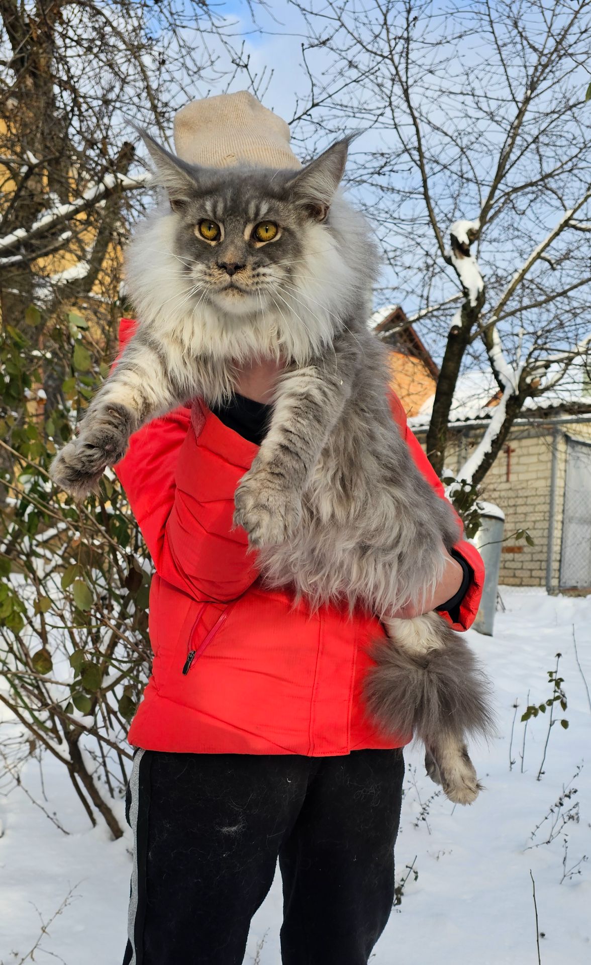 Крутой мальчик мейн кун Босс