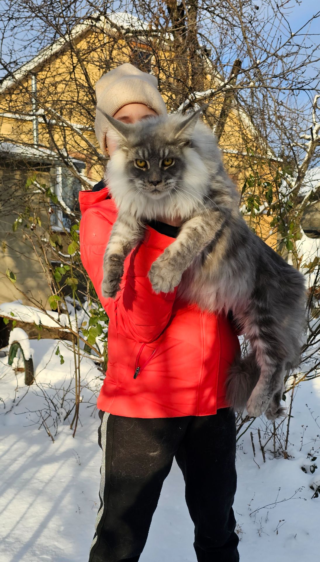 Крутой мальчик мейн кун Босс