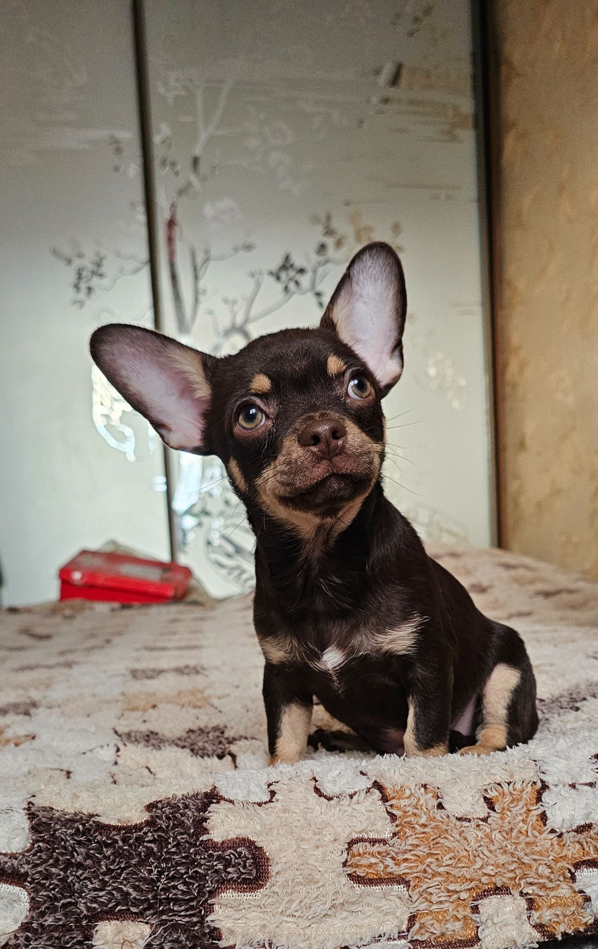 Мальчик чихуахуа КСУ