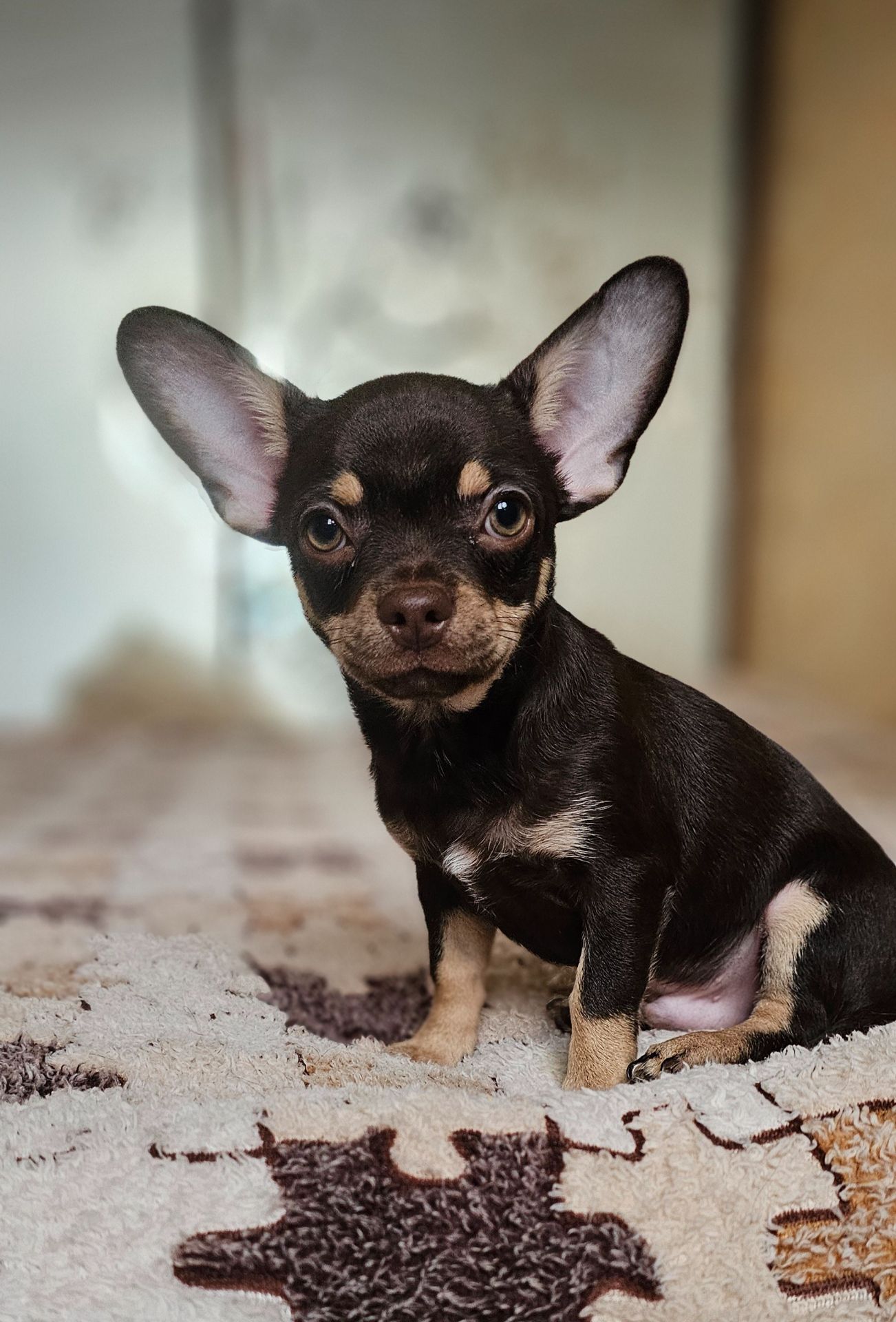 Мальчик чихуахуа КСУ