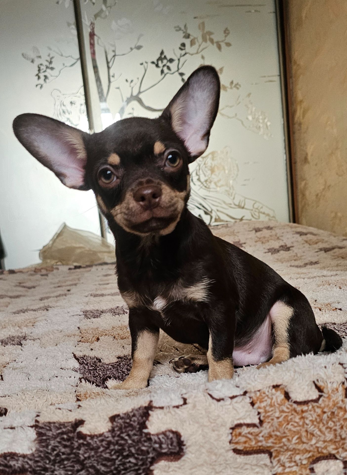 Мальчик чихуахуа КСУ