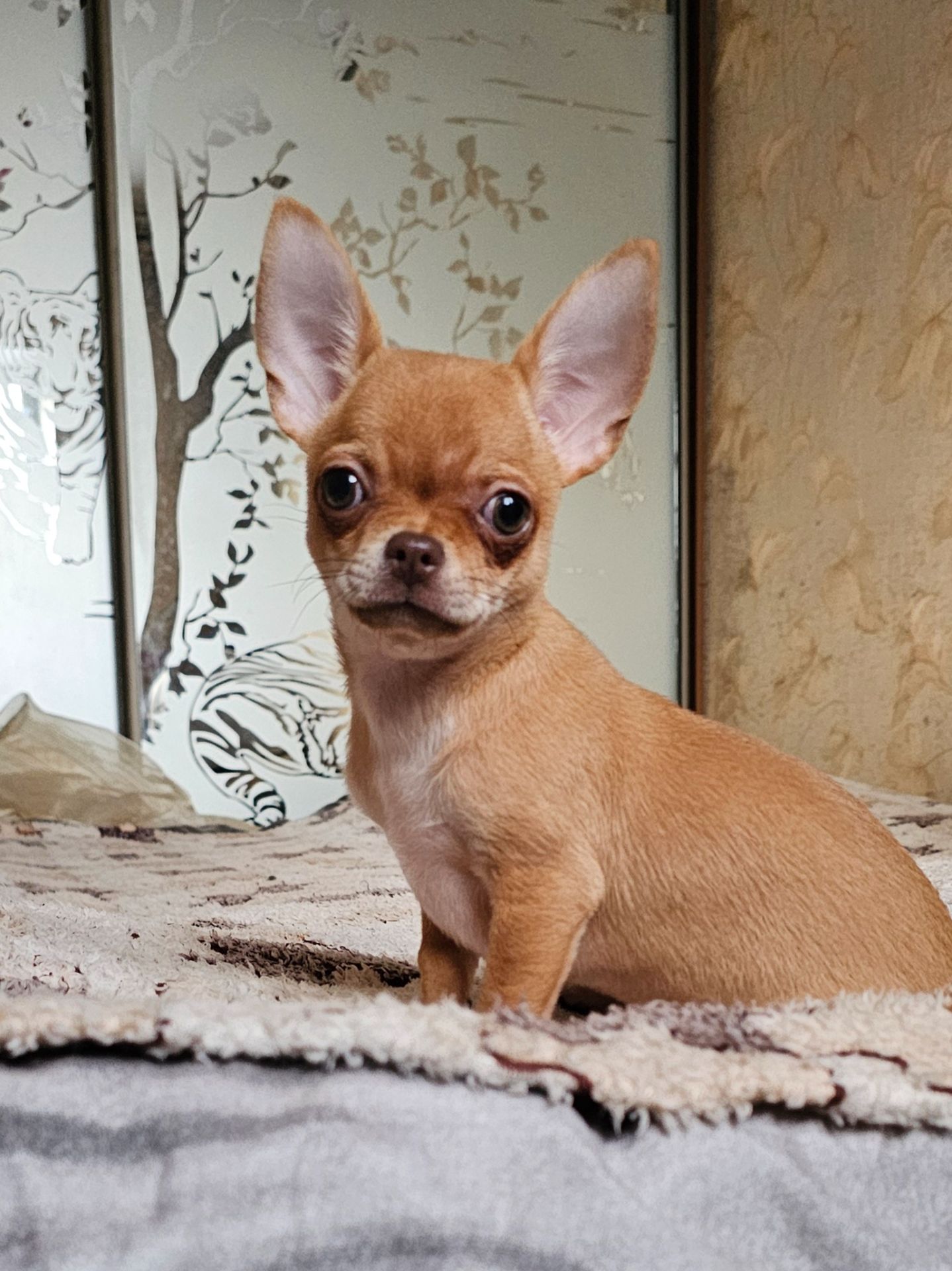 Кукольная девочка чихуахуа КСУ