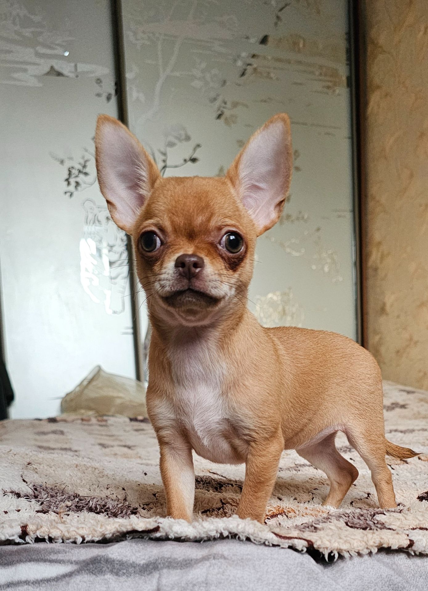 Кукольная девочка чихуахуа КСУ