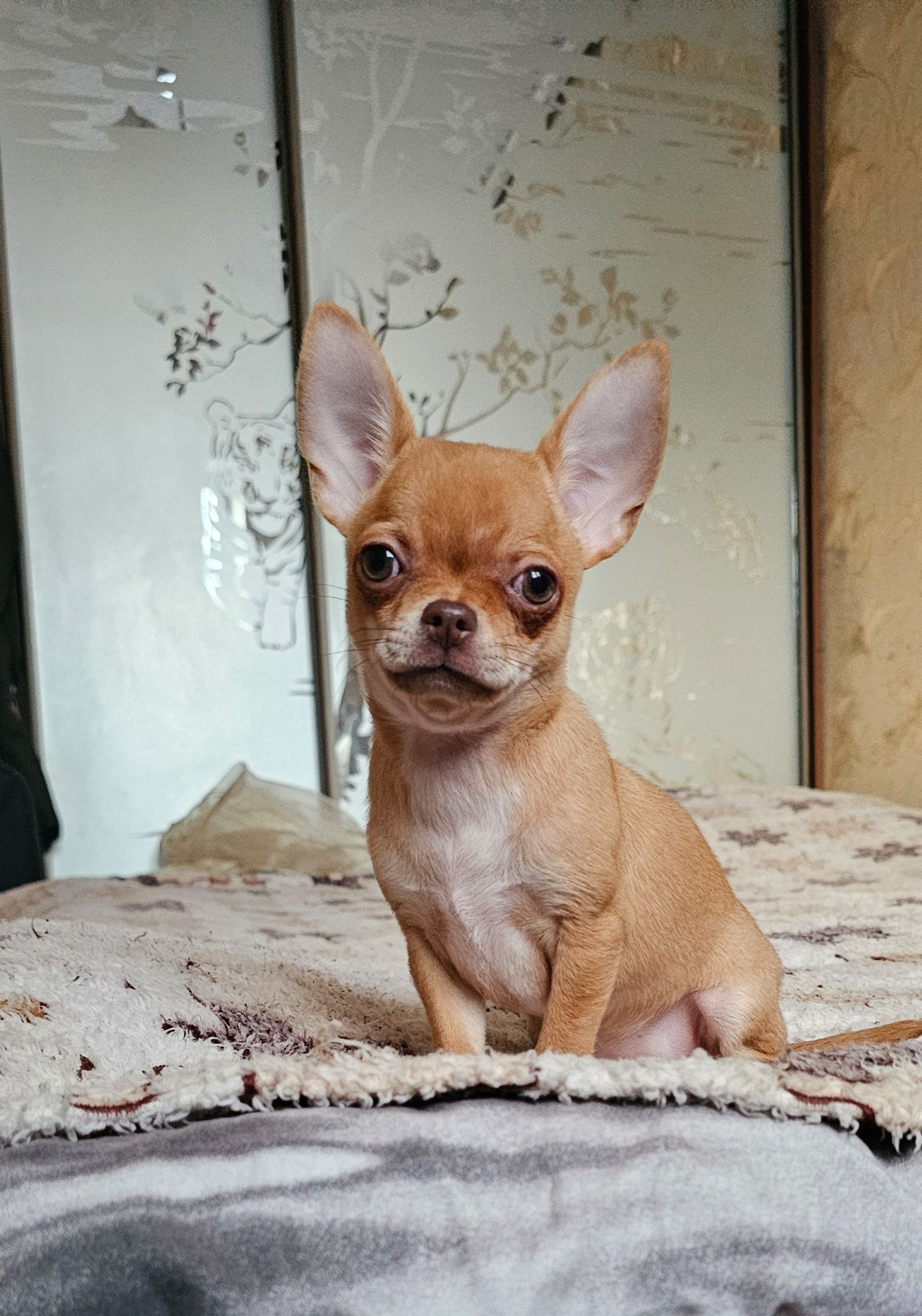 Кукольная девочка чихуахуа КСУ