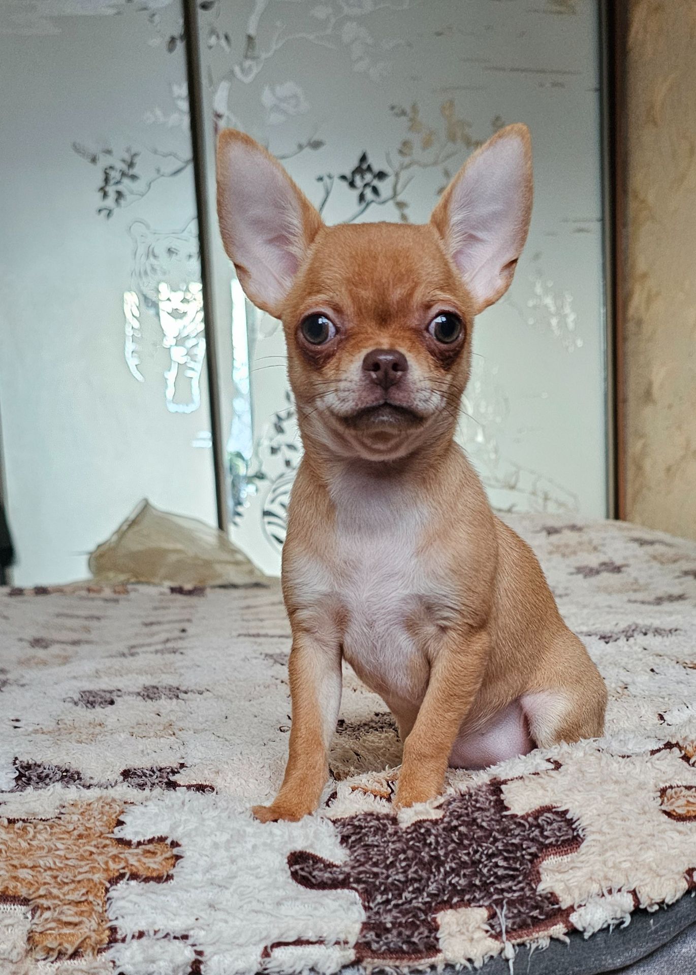 Кукольная девочка чихуахуа КСУ