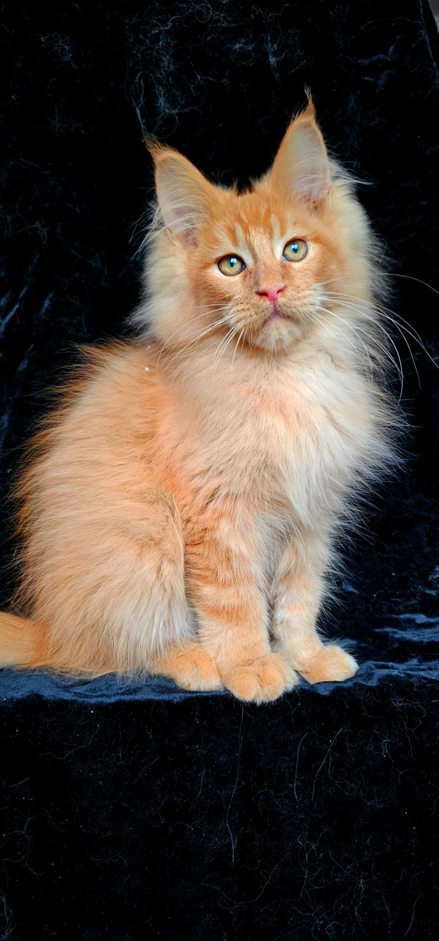 Львенок, мальчик мейн кун