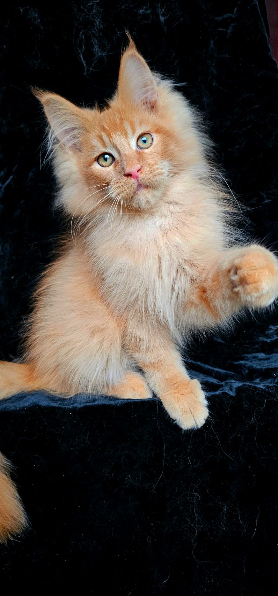 Львенок, мальчик мейн кун