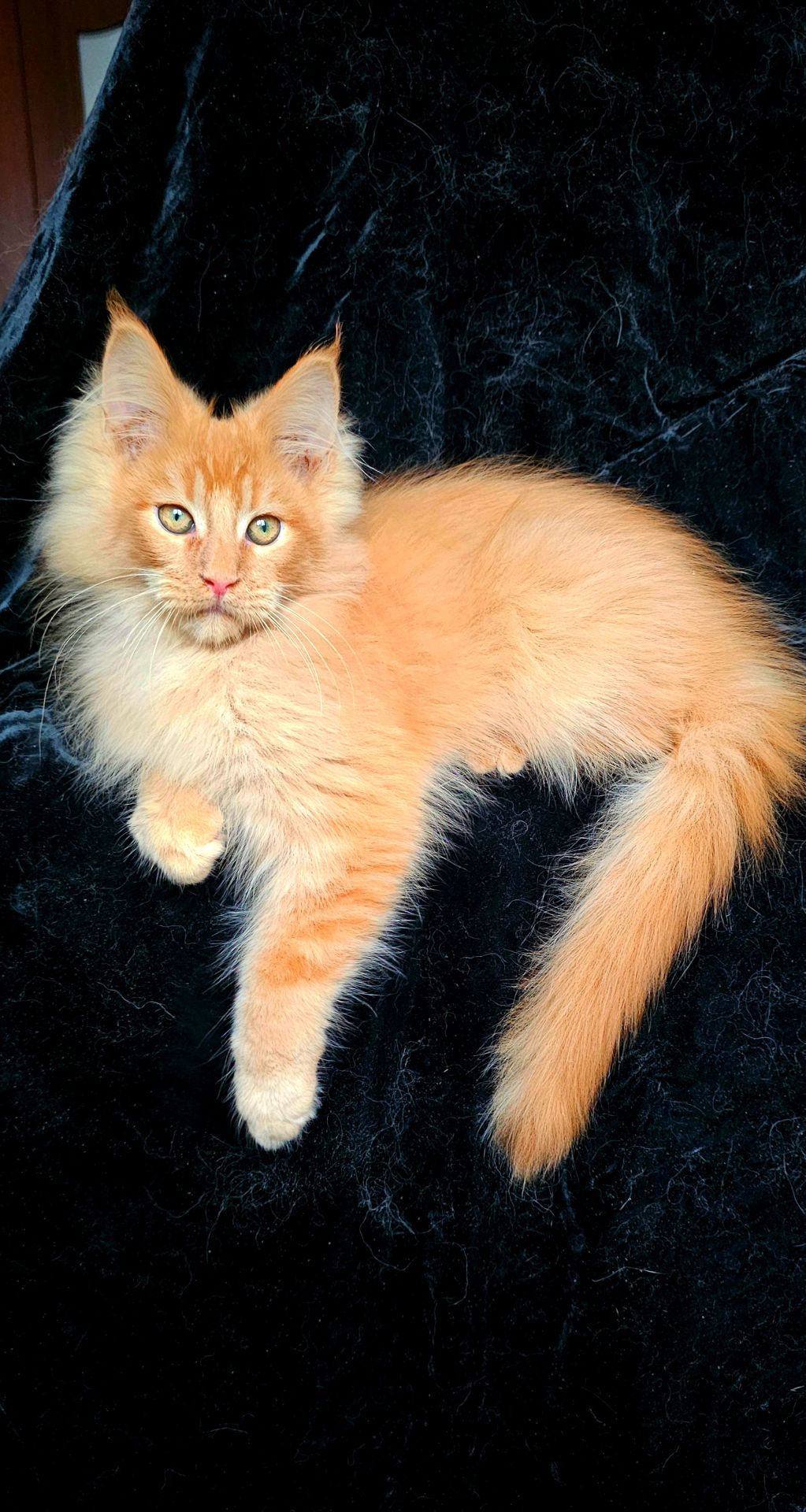 Львенок, мальчик мейн кун