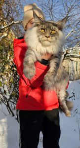 Крутой мальчик мейн кун Босс