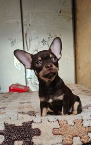 Мальчик чихуахуа КСУ