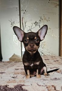 Мальчик чихуахуа КСУ