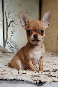 Кукольная девочка чихуахуа КСУ